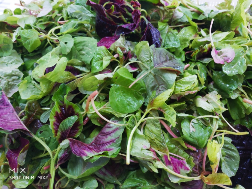 炒小米菜 ￥15元/份 已售10份