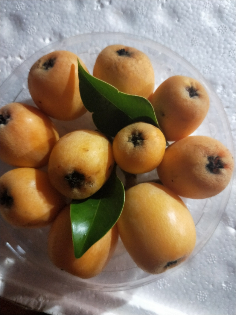 枇杷500g ￥30元/盒 已售0份